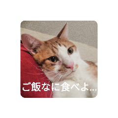 [LINEスタンプ] 幸ちゃん＆レオン
