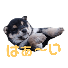 [LINEスタンプ] 黒柴犬とと丸3