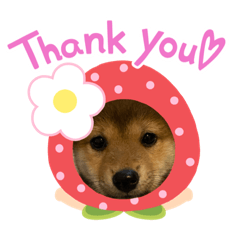 [LINEスタンプ] 柴犬♡おとちゃんの日常スタンプ