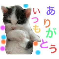 [LINEスタンプ] ぽてちゃんの毎日使えるスタンプ(2)
