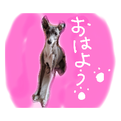 [LINEスタンプ] りりー＆ろい