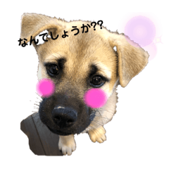 [LINEスタンプ] 子犬たちの日常