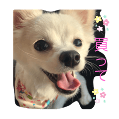[LINEスタンプ] エースくんの日常Life