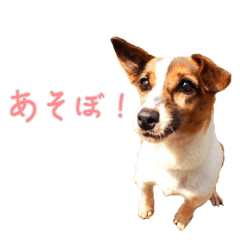 [LINEスタンプ] らーら（ジャックラッセルテリア）