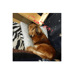 [LINEスタンプ] もも愛犬