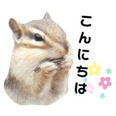 [LINEスタンプ] 可愛いりすのスタンプ