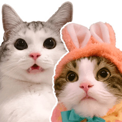 [LINEスタンプ] スコ猫のカイトとリル