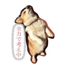 [LINEスタンプ] ジル(コーギー)でございます。(2)