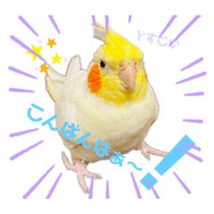 [LINEスタンプ] 我が家のスタンプ！(鳥！猫！犬！)