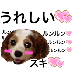 [LINEスタンプ] 関西の可愛いすぎるチョコビだワン♡♡♡