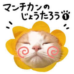 [LINEスタンプ] マンチカンのじょうたろう