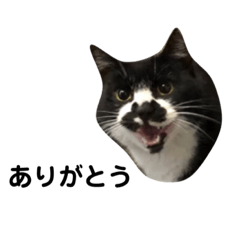 [LINEスタンプ] 靴下猫のソックス♂