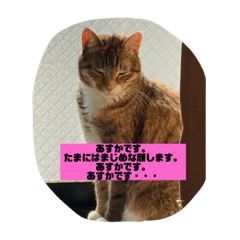 [LINEスタンプ] 福猫Jr あすかスタンプ