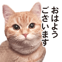[LINEスタンプ] ［猫写真］アメショのルナさん