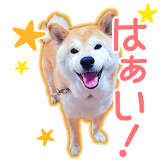 [LINEスタンプ] 播州のごんちゃん