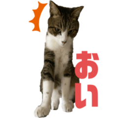 [LINEスタンプ] 猫のみゃあ