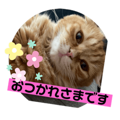 [LINEスタンプ] モコ❤️モコ