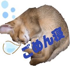 [LINEスタンプ] ソマリ猫 Leoくんスタンプ