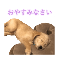 [LINEスタンプ] こたんぷ☺︎