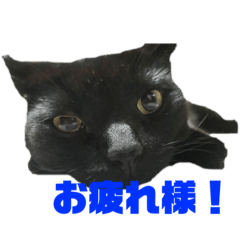 [LINEスタンプ] 万能黒猫 木下三四郎 16ver