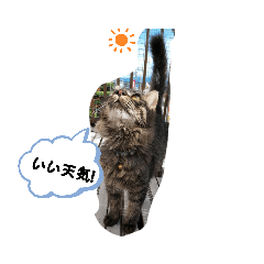 [LINEスタンプ] 猫だって！