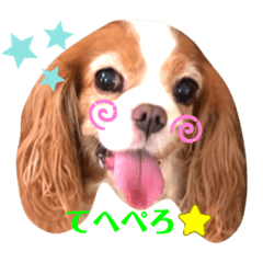 [LINEスタンプ] キャバリアのケリー姉さん