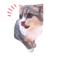 [LINEスタンプ] ねこはるすたんぷ