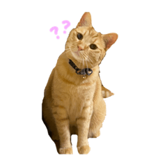 [LINEスタンプ] くたーくんの日常