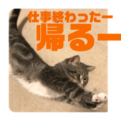 [LINEスタンプ] おしゃべりネコさん2