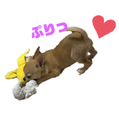 [LINEスタンプ] チワワのまるこ3
