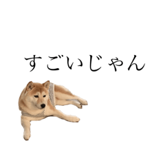 [LINEスタンプ] 柴犬ユッズ7