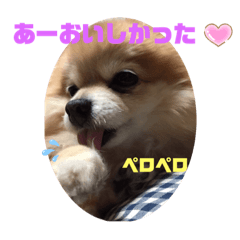 [LINEスタンプ] ポメ子のスタンプですよ。その3なのだ。