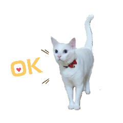 [LINEスタンプ] 毎日猫たん