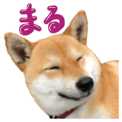 [LINEスタンプ] 愛犬柴いぬまるちゃん