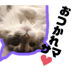 [LINEスタンプ] 猫スタンプ★ロアの日常会話★ひとこと編