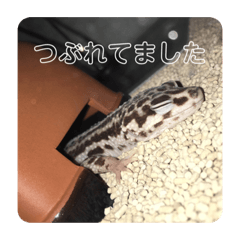 [LINEスタンプ] 酒飲みのためのヒョウモントカゲモドキ