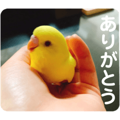 [LINEスタンプ] セキセイインコのヒナちゃん