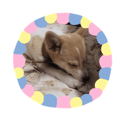 [LINEスタンプ] 귀여운 몽실이