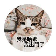 [LINEスタンプ] Hana’s cute cute cat lifeの画像（メイン）