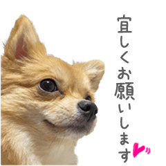 [LINEスタンプ] ポメラニアン×チワワのくーちゃん【日常】