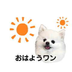 [LINEスタンプ] ポメポメポメまるの日常2