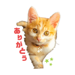 [LINEスタンプ] こむぎ〜☆★