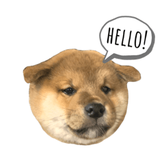 [LINEスタンプ] コテツのパピー時代