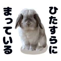 [LINEスタンプ] うさぎのラブくん
