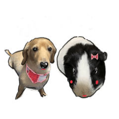 [LINEスタンプ] 仲良しな犬とモルモット
