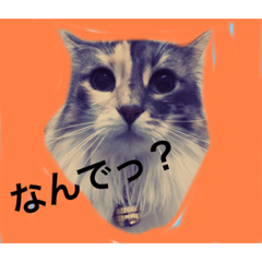 [LINEスタンプ] 猫スタンプ★ロア日常会話2〜ひとこと編〜