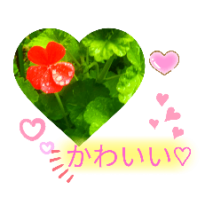 [LINEスタンプ] ゆるっとかわいいお花のスタンプ