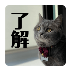 [LINEスタンプ] マンチカンとチワワ3