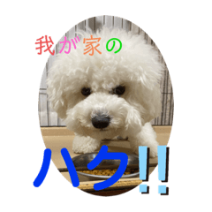 [LINEスタンプ] 我が家のハク3