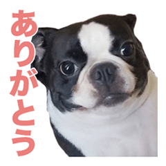 [LINEスタンプ] ボストンテリアのエマとカイル